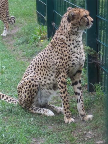 Tierparklauf 2013